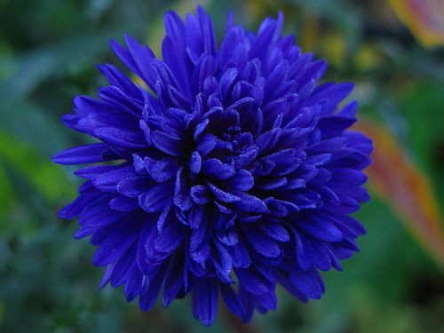 uk blue flower macro nature harlow essex