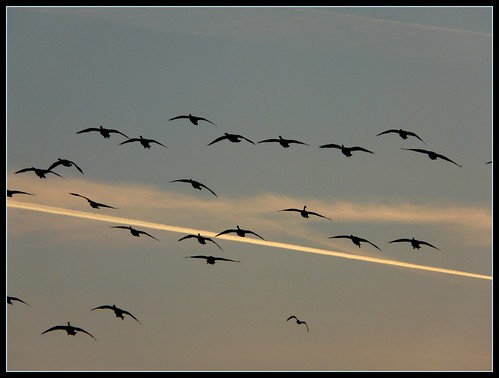 sunset sky ontario canada birds geese tramonto goose uccelli waterloo cielo