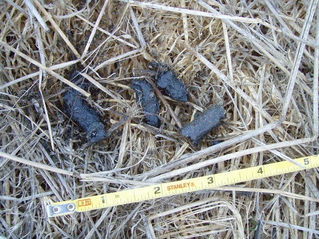 gray fox scat | This scat is very dark. This is very differe… | Flickr ...