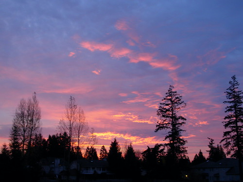 seattle pink trees light sky usa home beauty silhouette clouds sunrise pacificnorthwest washingtonstate 2008 pnw mountlaketerrace