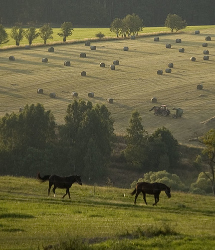 horses germany landscape zoom hills tele harz allrode