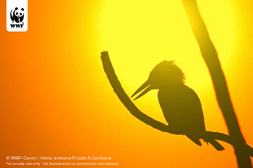 brazil amazon kingfisher ringed wwf