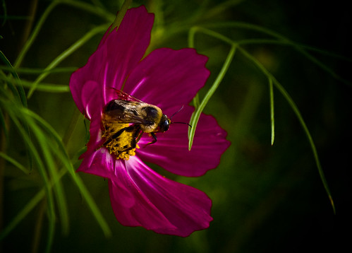 flower insect nikon raw spotlight bee transfer happyaccident rightplacerighttime naturesfinest d40 jul08 nikond40 55200mmf456gvr nikon55200vr offtoprint