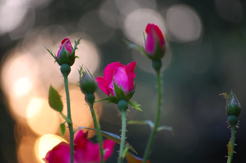 sunset roses