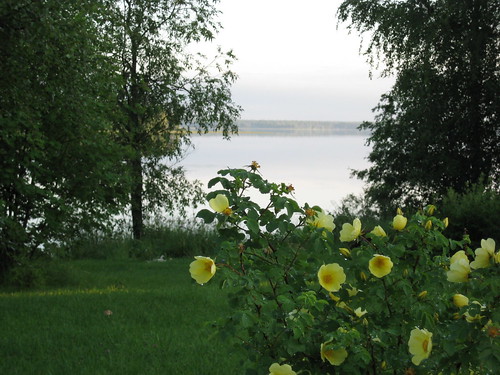 summer rose finland finnish