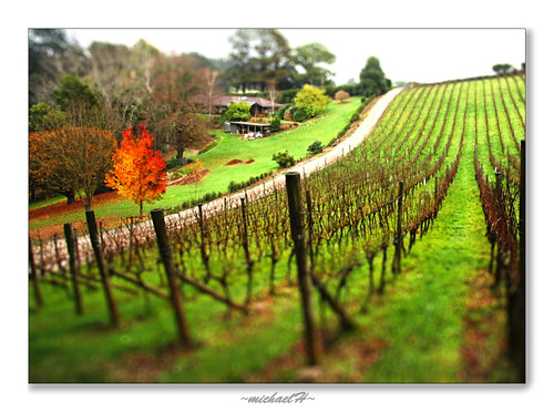autumn orange green vineyard winery tiltshift 5minutesfromhome odc2 wishiwasanotter