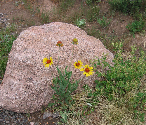 Wildflowers of Wyoming