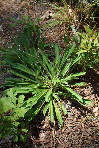 plant virginia native