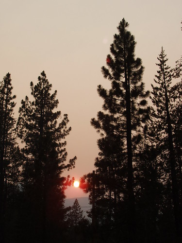 california trees tahoe laketahoe