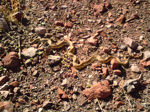 desert desierto serpent durango serpiente