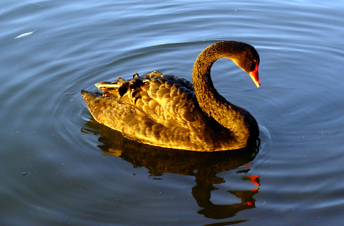 swan blackswan bird waterbird birdonwater water river floating blackbird stratford stratfordontario ontario black blue sunset