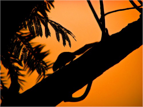 india silhouette sunrise squirrel hyderabad andhra adarsh telugu adarshpadegal