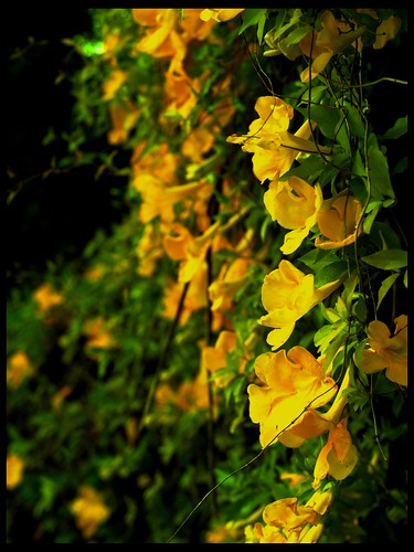 flower color green nature beauty yellow 50mm florida vivid olympus fernando tallahassee om sanchez e500 fernandosanchez