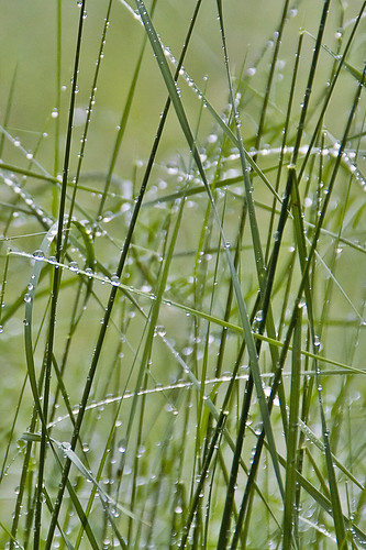 green nature grass rain waterdrops