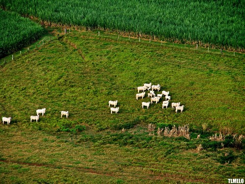 brazil field brasil rural cow cattle ox campo tiago paulo são thiago vaca boi melo riodaspedras touro piracicaba gado blueribbonwinner thiagomelo anawesomeshot tlmelo