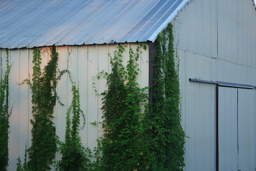 door morning plant building metal sunrise flora glow garage vine climbing missouri siding lakeoftheozarks corrugated kudzu