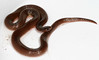 <a href="http://www.flickr.com/photos/pcoin/2839199785/">Photo of Carphophis amoenus by cotinis</a>
