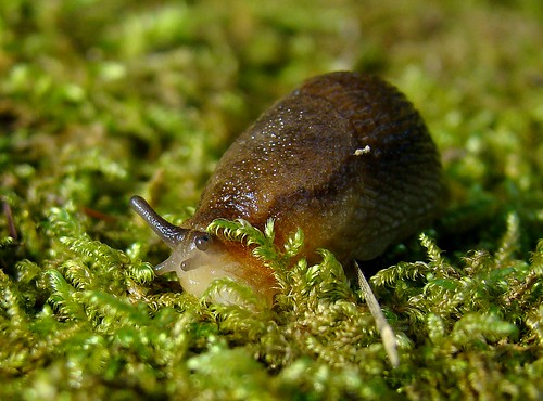 moss snail slug soe