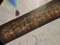 Hair under the Microscope