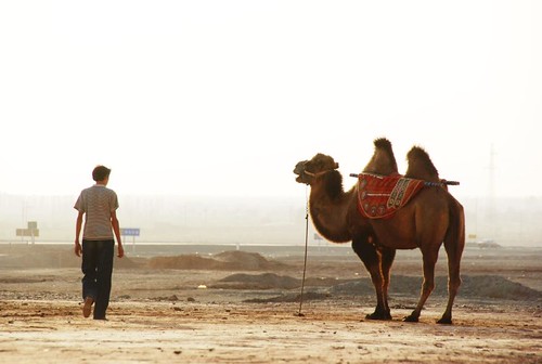 china sunset animal desert folk off mel camel xinjiang 新疆 uyghur melinda turpan soe 吐魯番 abigfave chanmelmel 維吾尔族 melindachan