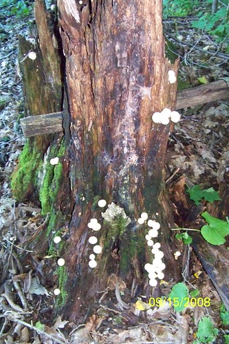 mushrooms september stump