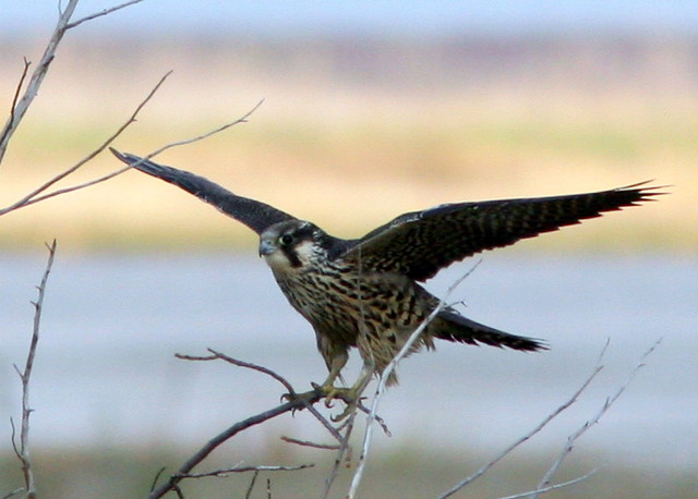 Peregrine Falcon at Brig 20091013