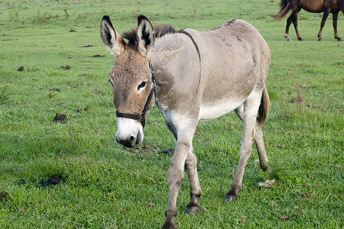 florida donkey jacksonville eos30d