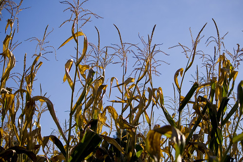 autumn fall nature garden corn farm connecticut ct cornstalks maze enfield conn enfieldct johnnysroadsidemarketgarden