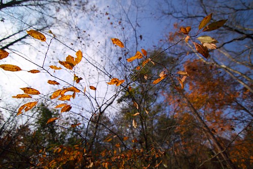 autumn trees sky fall colors leaves clouds nc dof northcarolina winstonsalem sierraclub salemlake ndx4 dailyrayofhope tokinaatx116prodx