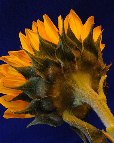 flower nikon sunflower d3 sb900