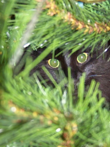 Cats in the Christmas Tree
