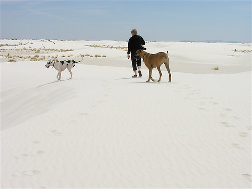 stella dog newmexico sand whitesands greatdane gypsum jerrie oola