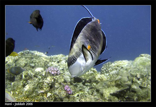 fish beach underwater deep scuba diving jeddah surgeon surgeonfish sohal alnakheel obhor obhur