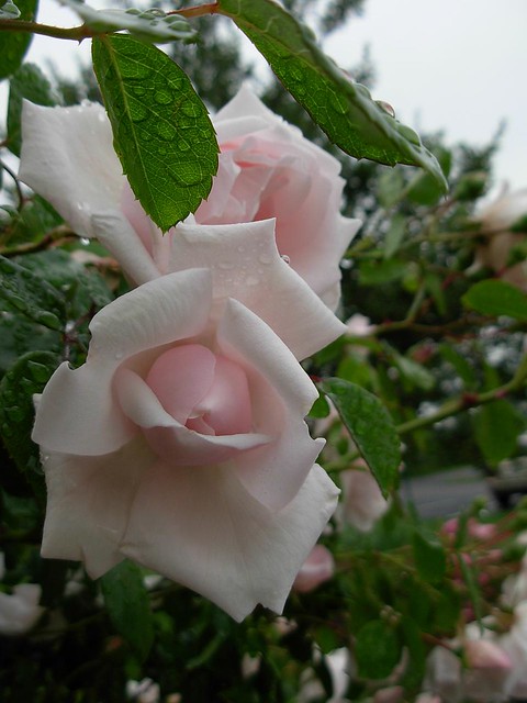 morning after deluge 7-- pink rose opening