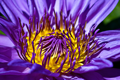 flower fleur nikon purple lotus pennsylvania d70s 70300mmf456g longwoodgardens