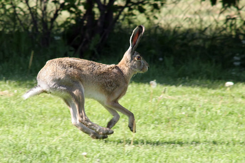 bunny feet iso800 helsinki hare legs tail ears running lepuseuropaeus europeanhare directsunlight rusakko canonef90300mmf4556usm