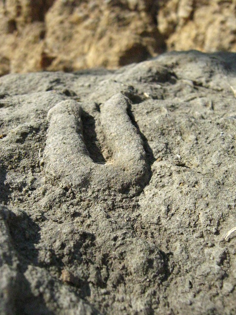 A Fossil Worm Burrow  Flickr - Photo Sharing-7063