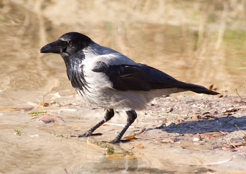 Photograph titled 'Hooded Crow'