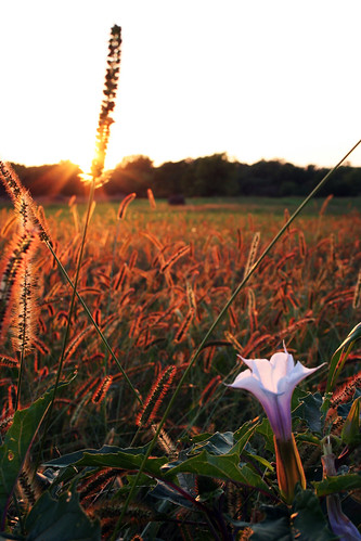 sunset flower beautiful field grass sunrise catchycolorspool travelingwithoutmoving