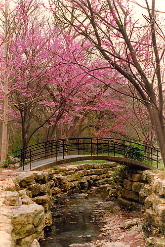 bridge trees spring texas brook fortworth redbuds fortworthbotanicalgardens