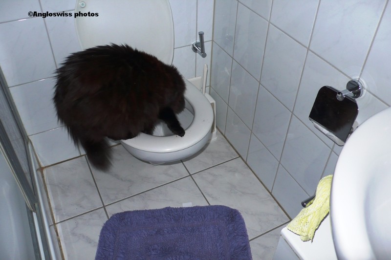 Nera drinking water from the toilet