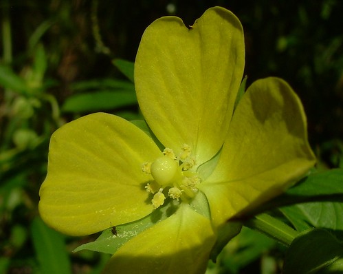 yellowflower tinyant