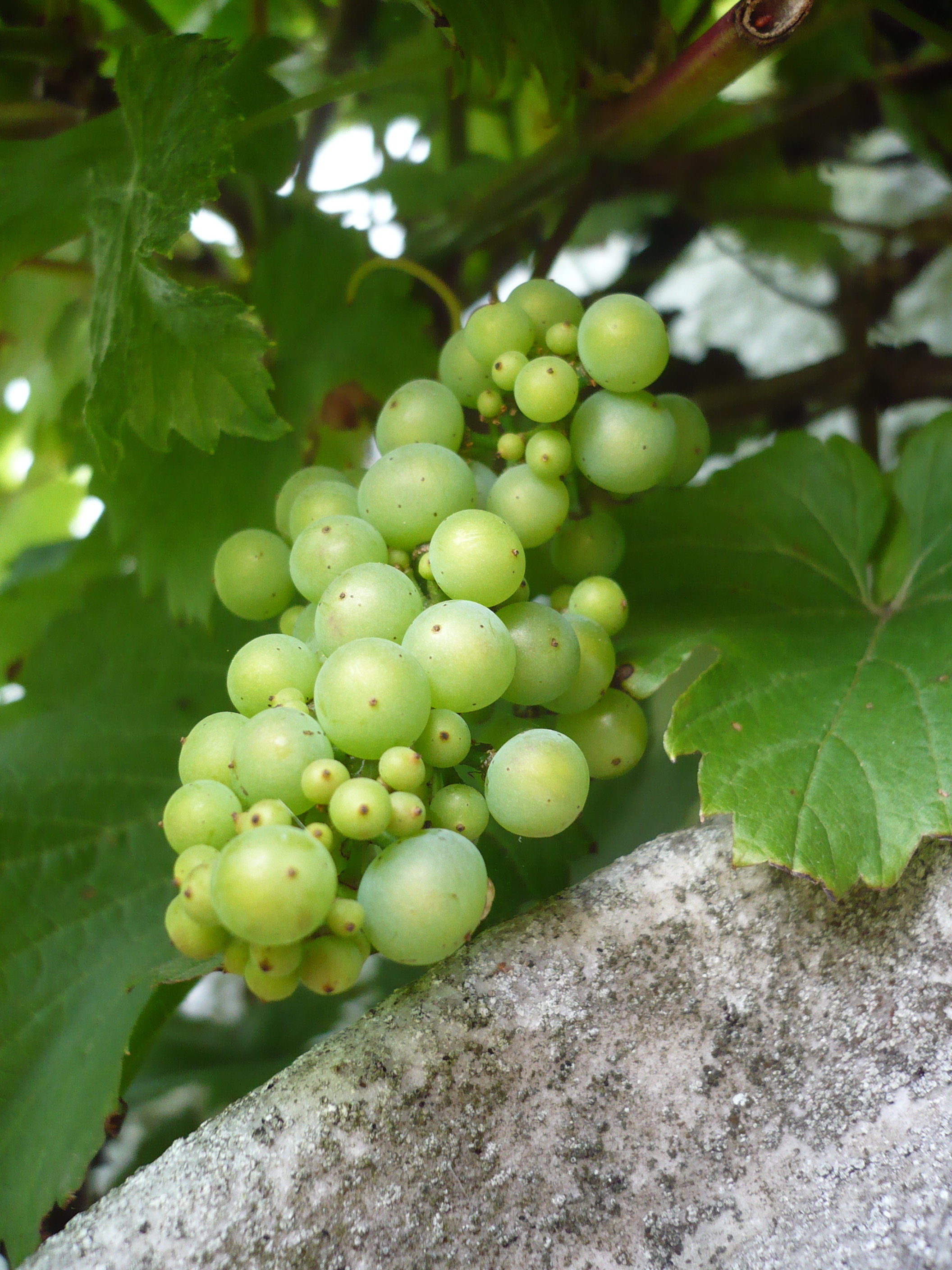 East Anglian grapes