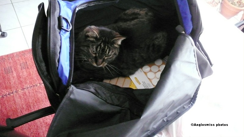 Tabby trying the new bag out