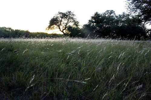 sunset grass rye blankettx