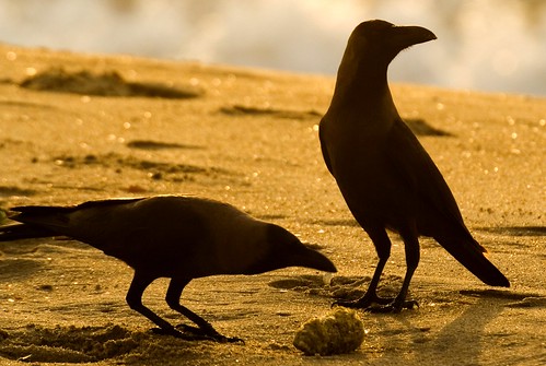 beach crow chennai share besant elliots looksgoodatlarge