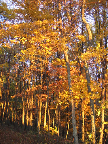 autumn lebanon tree fall colors leaves virginia