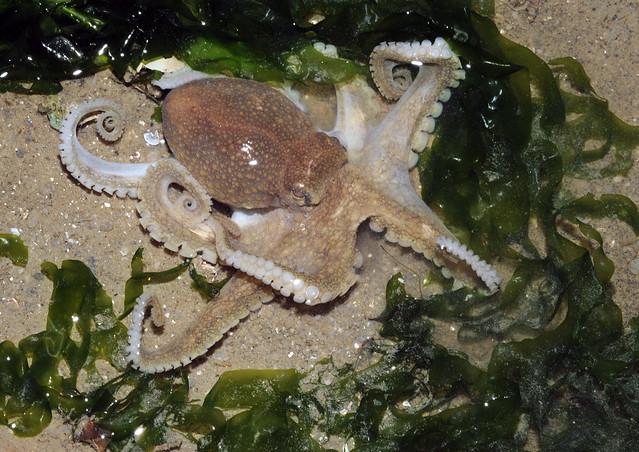 Big-head seagrass octopus