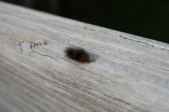 Caterpillar, Part 2