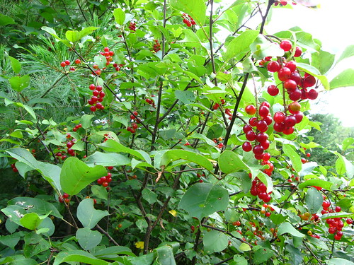 red wild green nature flora berries newbrunswick taymouth genevievelepine
